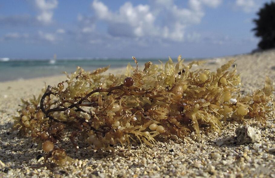 Método taoísta de aumento do pênis