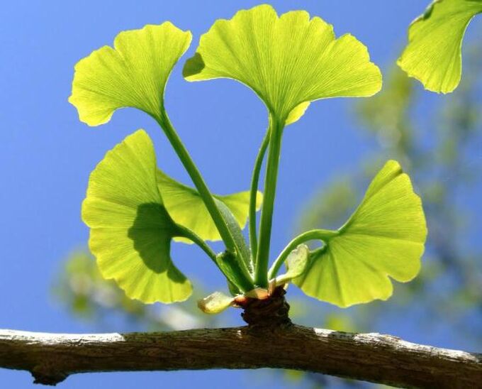 ginkgo biloba para aumento do pênis