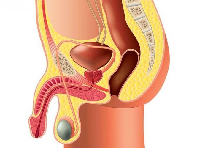 estrutura do órgão genital